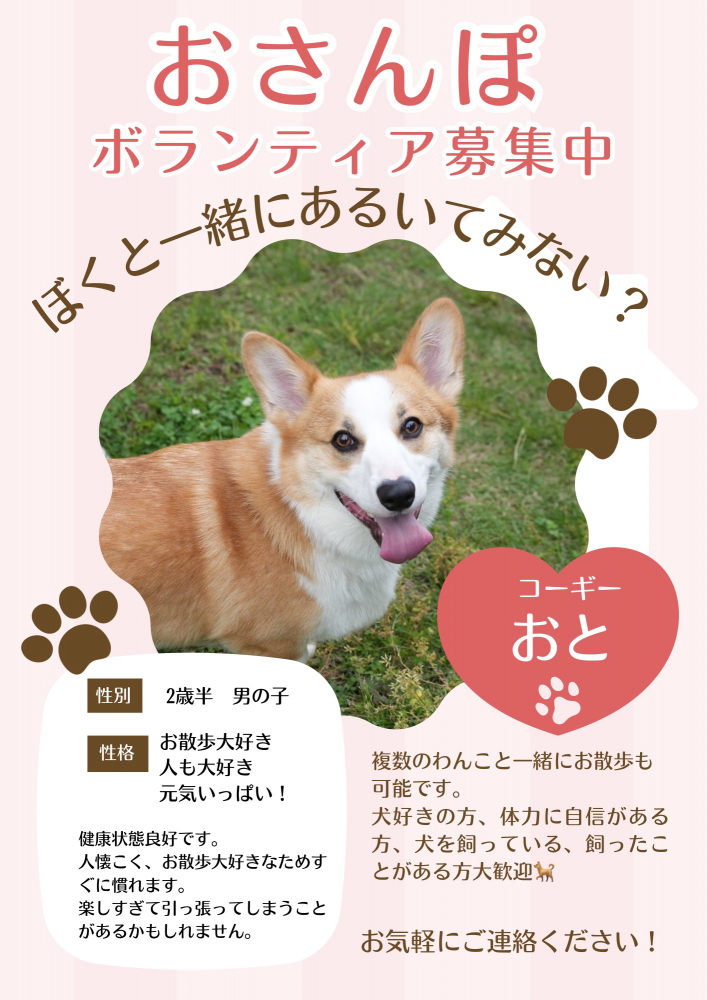 犬の散歩ボランティア募集🐕！